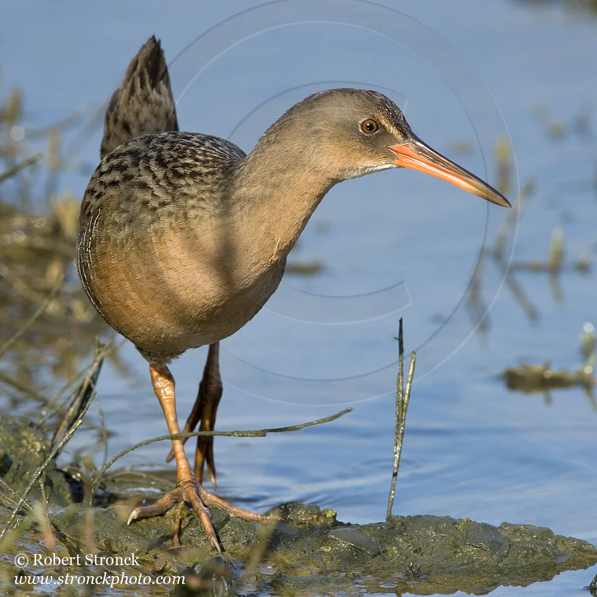   Clapper Rail at high tide -Arrowhead Marsh, MLK Reg. Shoreline &nbsp; [clapper_rail221034]   