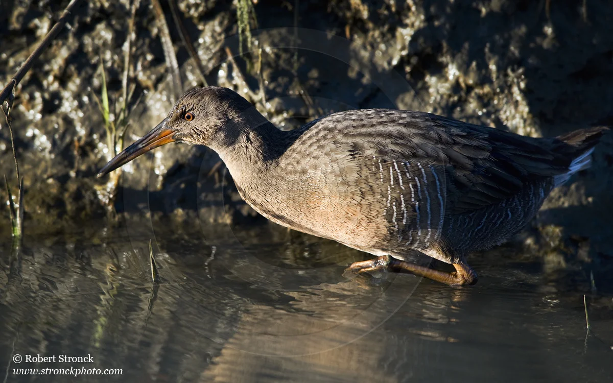   Clapper Rail foraging -Arrowhead Marsh, MLK Reg. Shoreline &nbsp; [clapper_rail221139]   