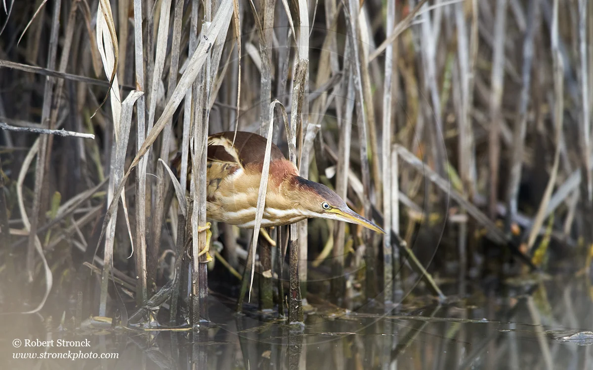   Least Bittern -Martinez Reg. Shoreline  &nbsp;[l_bittern221147]   