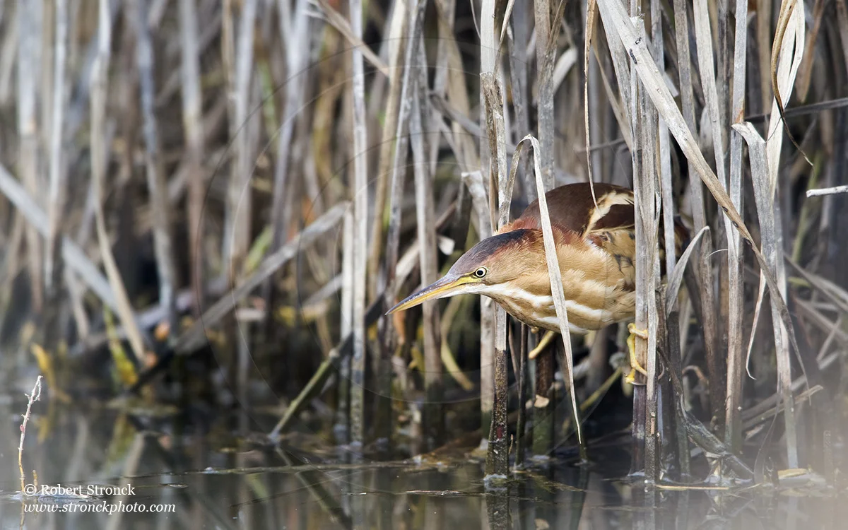   Least Bittern -Martinez Reg. Shoreline &nbsp; [l_bittern221148]   