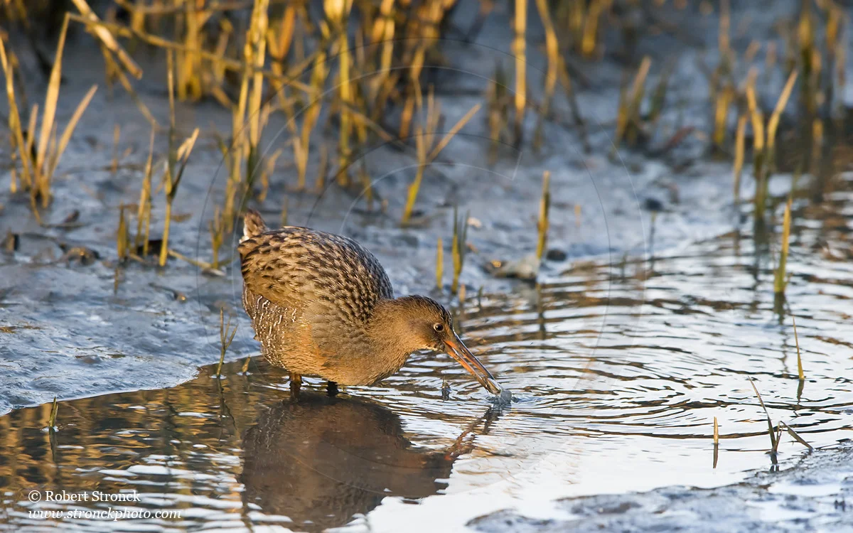   Clapper Rail forage -Arrowhead Marsh, MLK Reg. Shoreline  &nbsp;[clapper_r221162]   