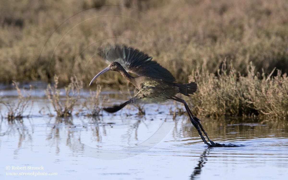   White-faced Ibis take-off &nbsp;-P.A. Baylands &nbsp; [wf_ibis221048]   