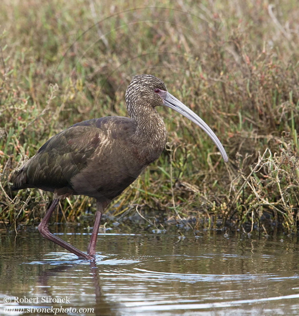   White-faced Ibis -P.A. Baylands &nbsp;  [wf_ibis221106]   