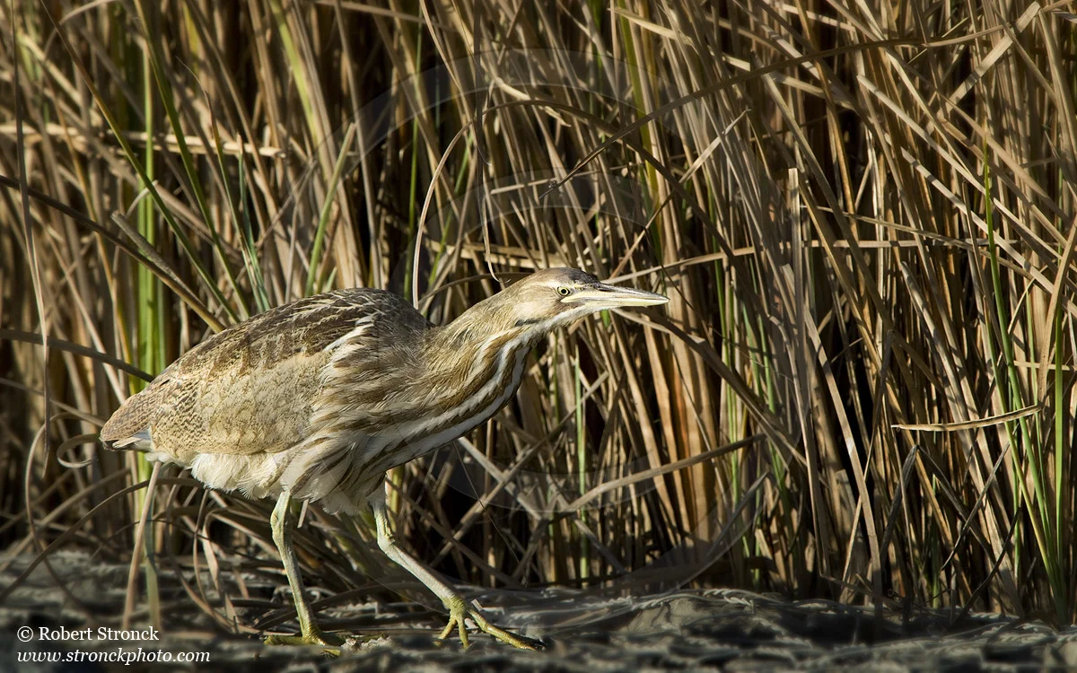   American Bittern -Pacific Commons Linear Park, Fremont &nbsp; [am_bittern221145]   