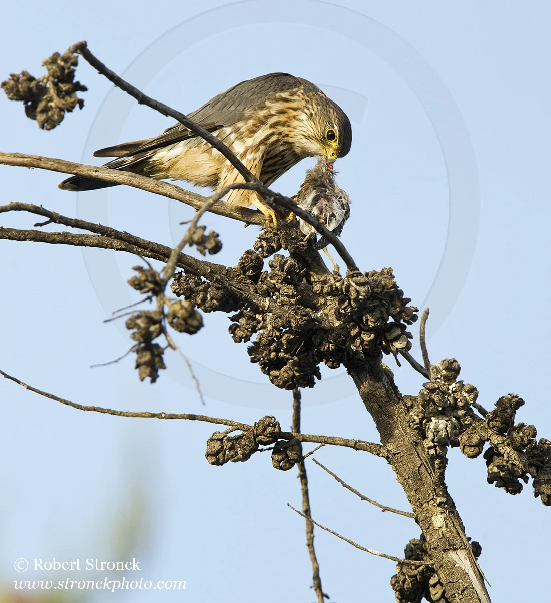   Merlin (falcon) with kill -Shoreline Park, Mtn. View  &nbsp;[merlin211116]   