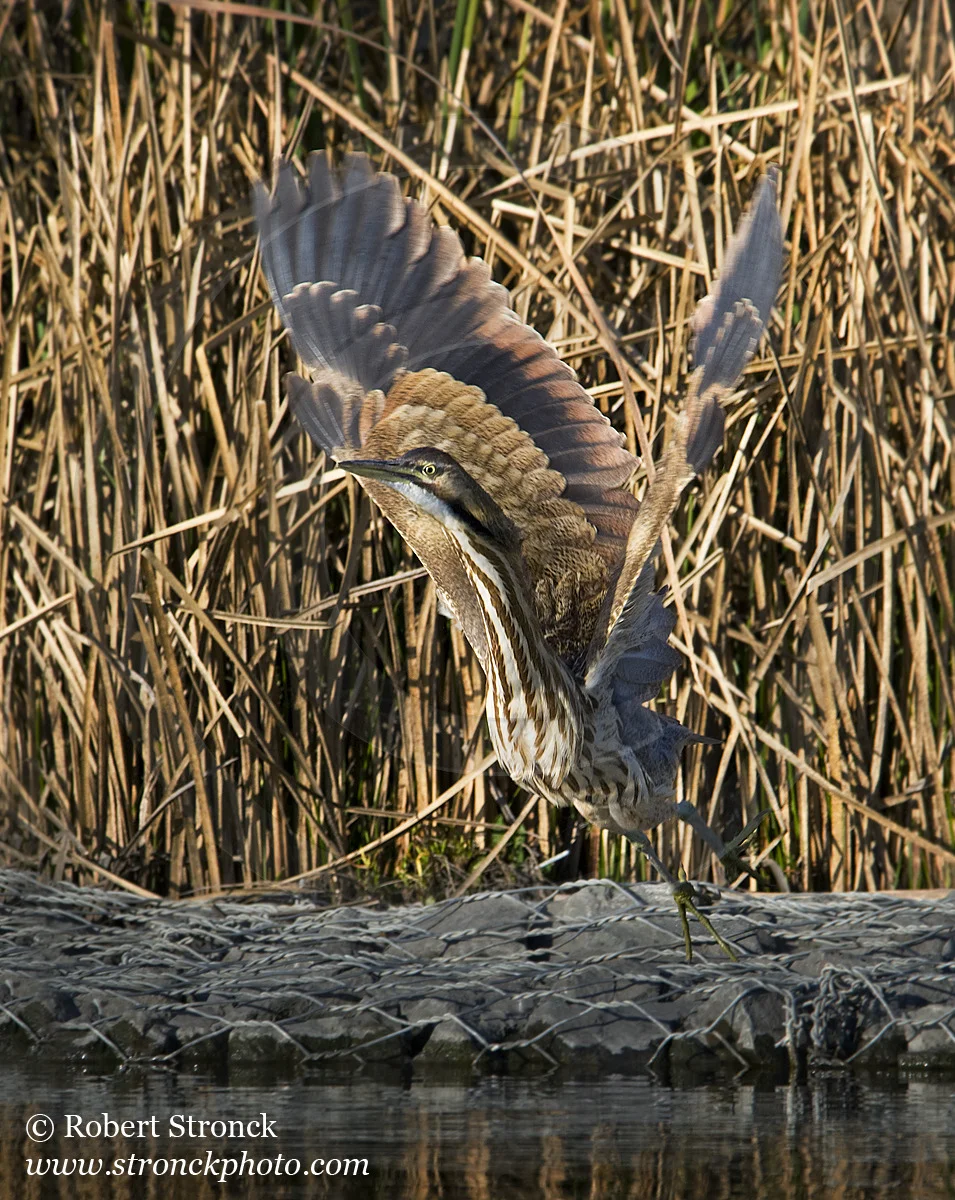   American Bittern: take-off -Pacific Commons Linear Park, Fremont &nbsp; [am_bittern221149]   