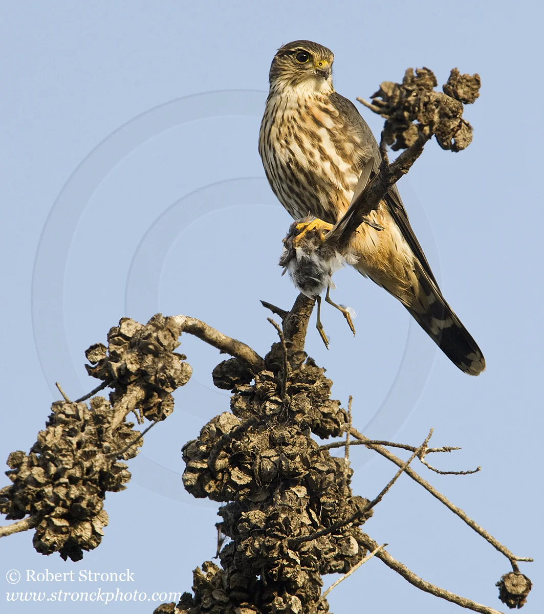   Merlin (falcon) with kill -Shoreline Park, Mtn. View  &nbsp;[merlin211160]   