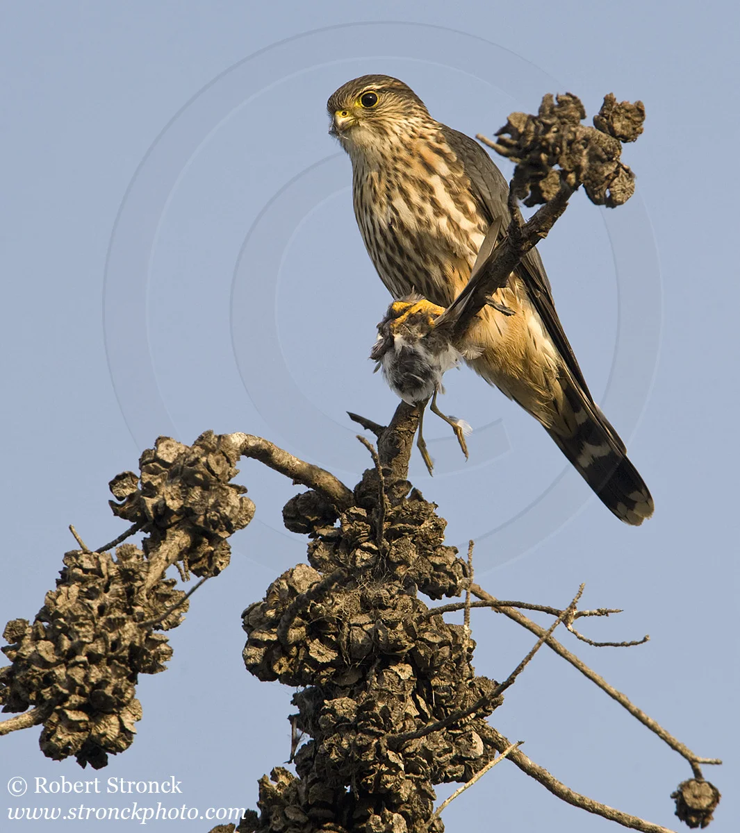   Merlin (falcon) with kill -Shoreline Park, Mtn. View  &nbsp;[merlin211165]   
