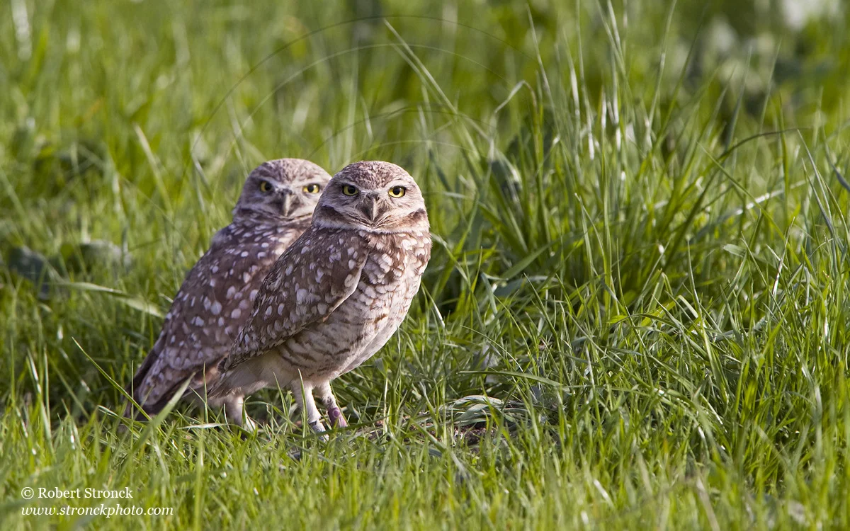   Burrowing Owls: mated pair -Santa Clara Co.  &nbsp;[burr_owls211164]   