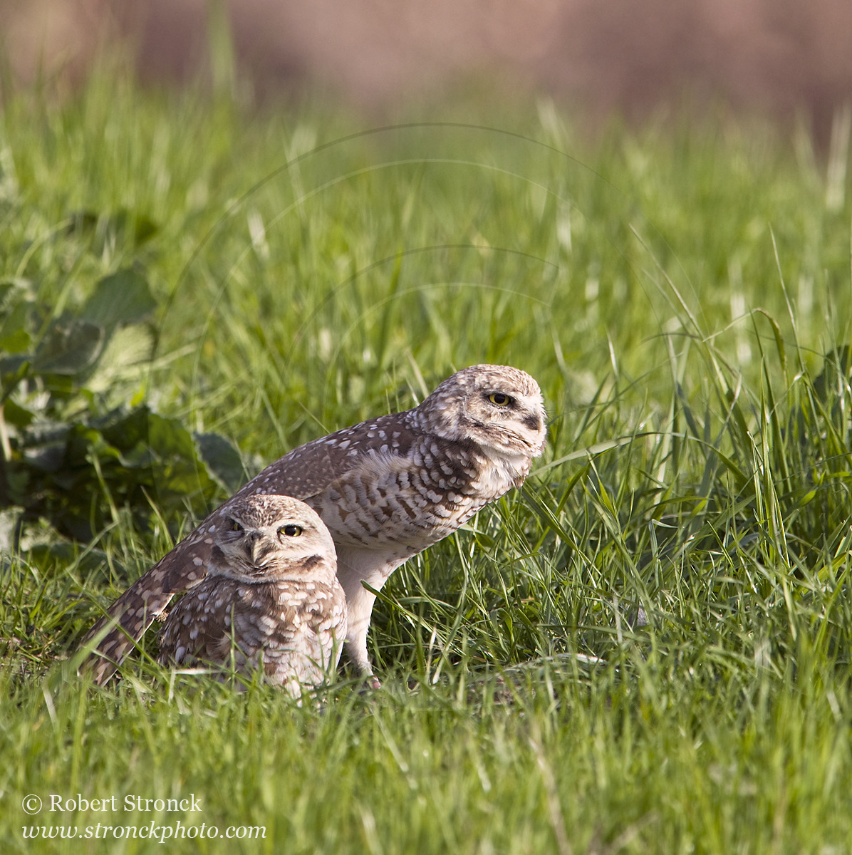   Burrowing Owls: mated pair -Santa Clara Co.  &nbsp;[burr_owls211189]   