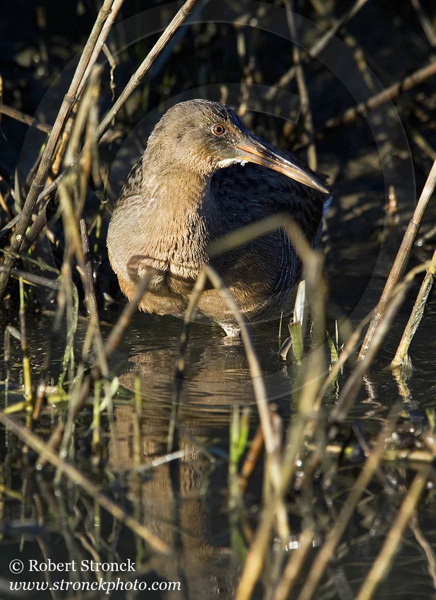   Clapper Rail -Arrowhead Marsh, MLK Reg. Shoreline  &nbsp;[clapper_r221117]   
