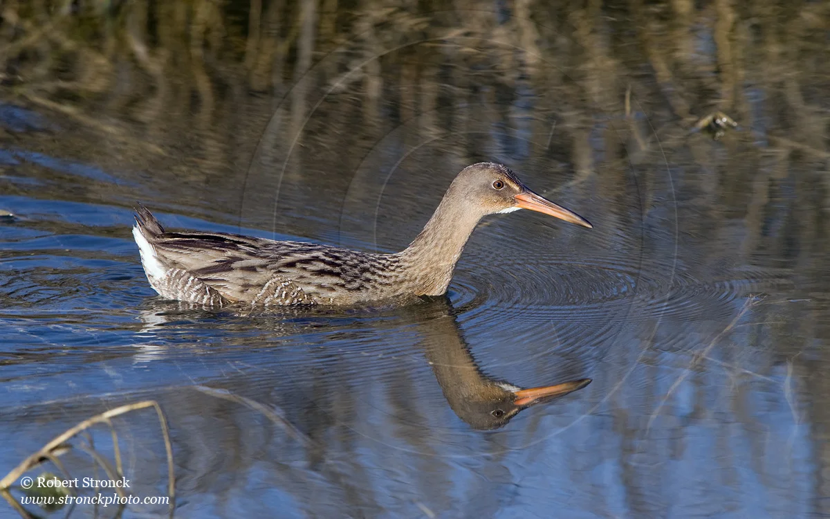   Clapper Rail can swim -Arrowhead Marsh, MLK Reg. Shoreline  &nbsp;[clapper_r221143]   