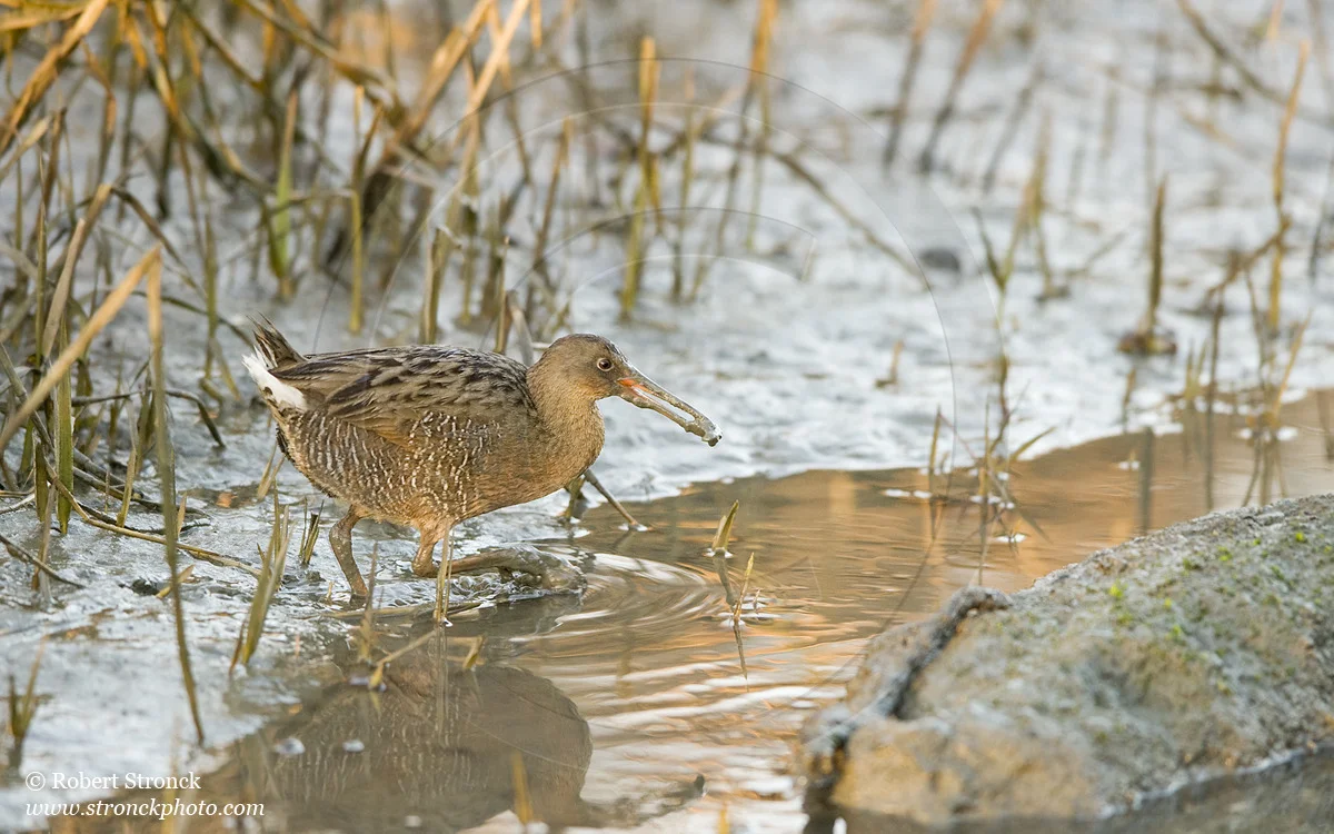   Clapper Rail forage -Arrowhead Marsh, MLK Reg. Shoreline  &nbsp;[clapper_r221159]   