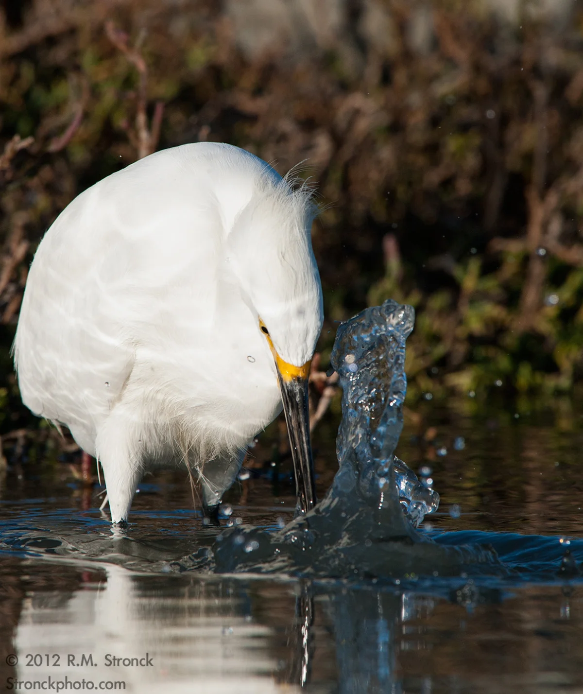   No. 26 / Snowy Egret&nbsp; (Snowy_Egret221222) 
 Well, this image is simple &ndash;pretty much, it&rsquo;s all about the decisive moment as captured at 1/2000 second.&nbsp;  