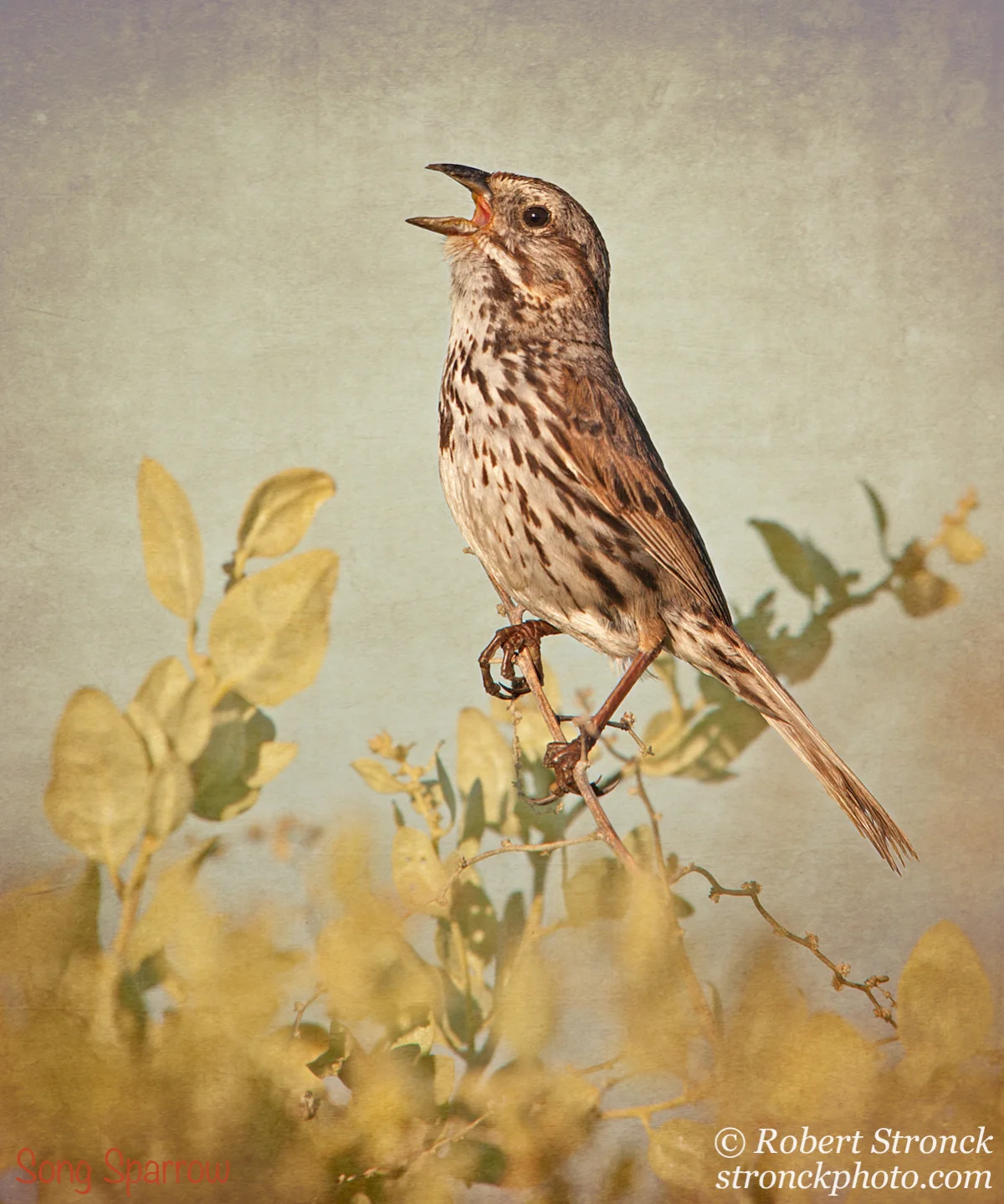   No. 18 / Song Sparrow on Linen&nbsp; (Song_Sparrow211253t) 
 A fairly nice image of a male Song Sparrow was enhanced by adding a background named Sunburnt Linen. The artist, Paree Erica has created more than 500 &ldquo;handmade&rdquo; textures tha