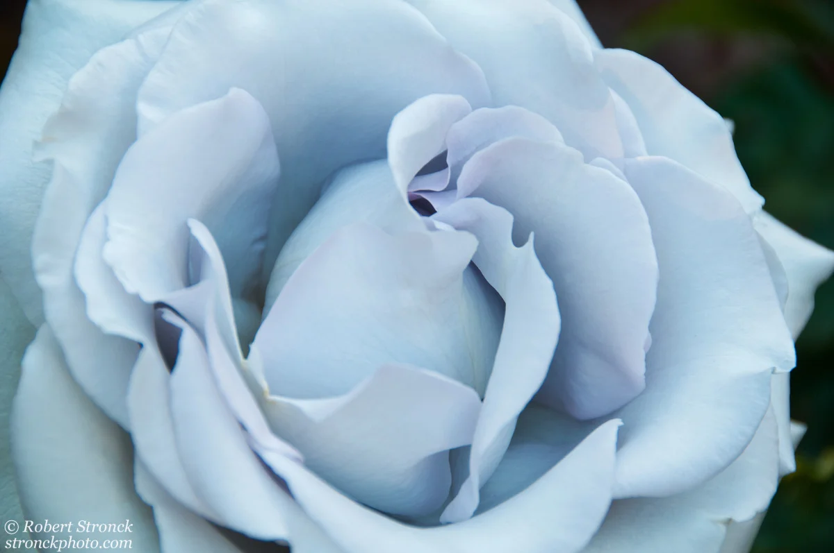   No. 12 / Stainless-steel Rosebud (SS_rose41282) 
 Every year, members of the San Mateo Arboretum Society create a beautiful garden of roses in Central Park. This particular hybrid attracted my attention for its unique color and classic structure. 