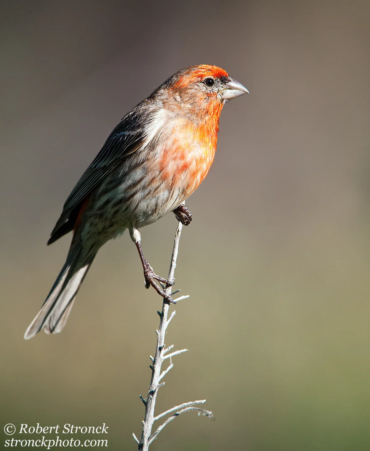   No. 17 / House Finch&nbsp; (House_Finch211246) 
 A male House Finch strikes the classic &ldquo;bird on a stick&rdquo; pose. This image is a fav for its simplicity &ndash;that benefits from a pleasing uncluttered background, beautiful late afternoo