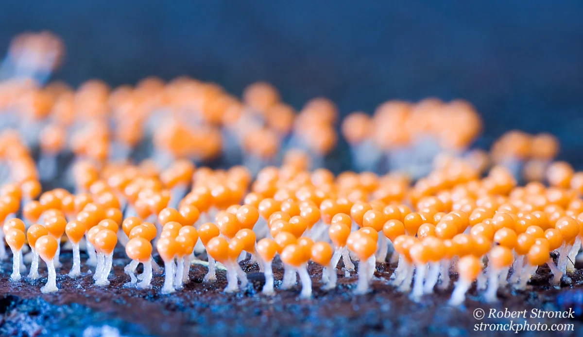   No. 2 / Orange Sporangia (41276) 
 At the end of January, I was exploring the shady wet environs of Portola State Park looking for fungi. In this park, it&rsquo;s really just a matter of walking slowly and looking closely. This group of fungus was