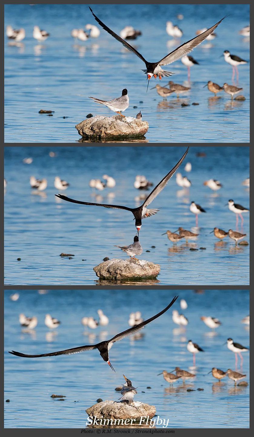   No. 21 / Black Skimmer Fly-by (Skimmer_Flyby3x_221289_90_9) 
 Another animal behavior favorite. When hungry, which is almost always, juvenile Forster&rsquo;s Terns are very vocal pleading for food. But honestly, their vocalization is sometimes bor