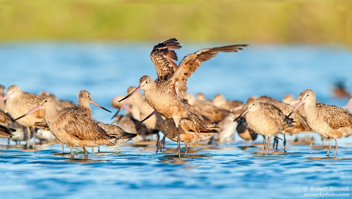   No. 23 / Marbled Godwits &nbsp;(Godwits221233) 
 I enjoy capturing scenes of wildlife that possess a sense of timelessness. It&rsquo;s easy for me to imagine that this congregation of Godwits, bathed in golden light, feel safe and happy as they aw