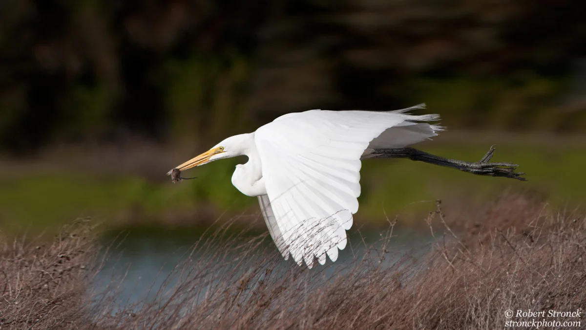   No. 11 / Great Egret&nbsp; (GreatEgret221275) 
 I photograph birds primarily for their beauty. In that pursuit, I sometimes forget that in nature, not everything is always so pleasant. So this image is something of a testament to the harsh reality