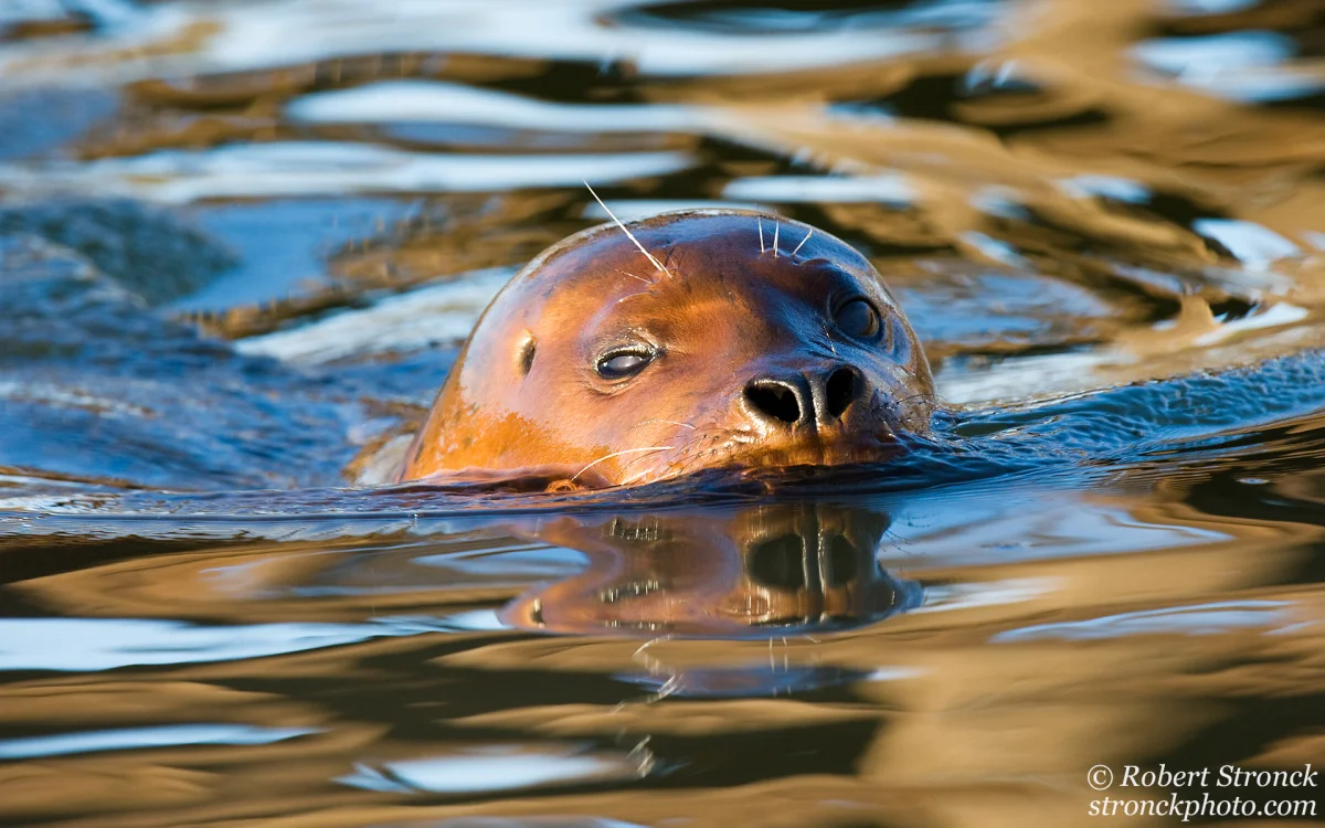   No. 4 / Harbor Seal (341299) 
 This is my &ldquo;pet&rdquo; harbor seal. Well no, not really. But I did find myself in its company on several occasions over the past two years. And each time was special for me. Although I never see this seal anymo