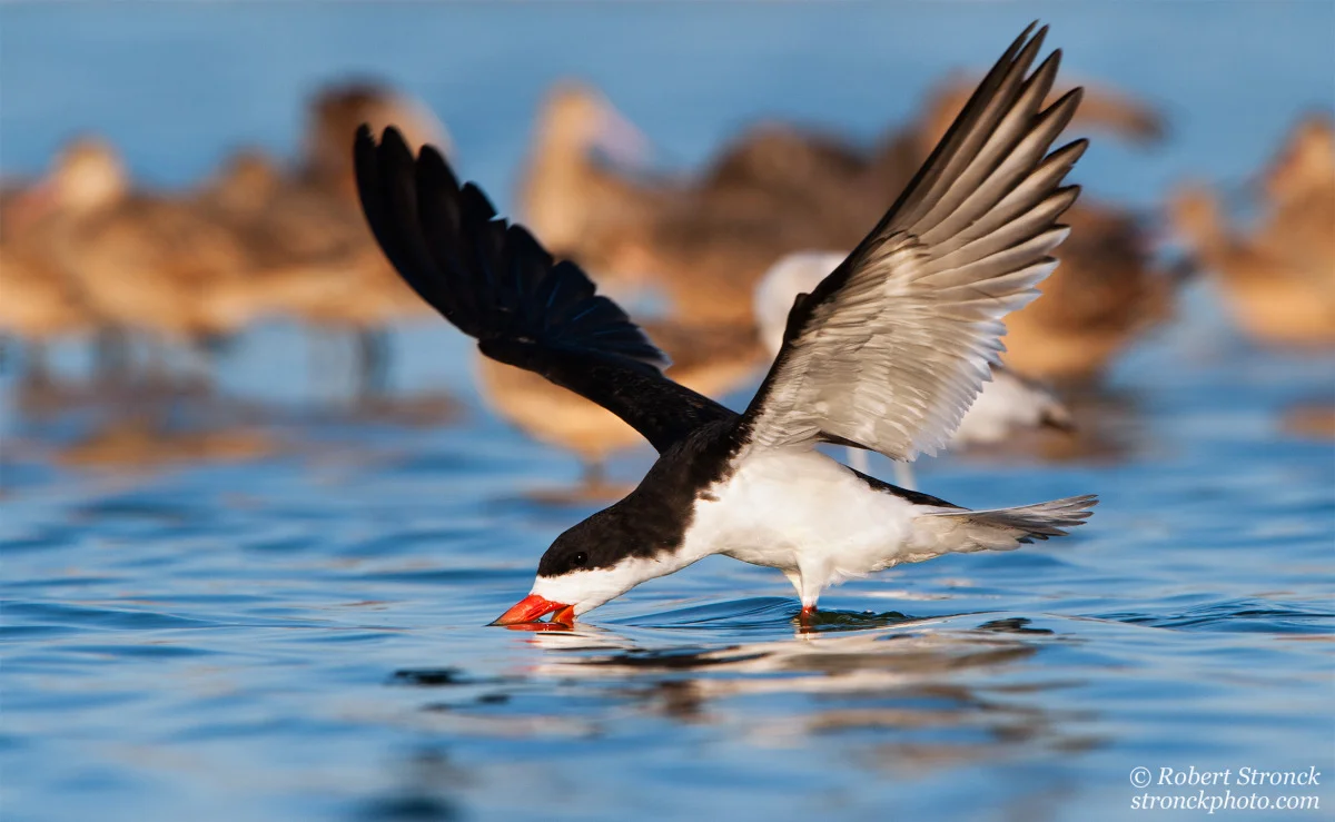   No. 22 / Black Skimmer&nbsp; (Blk_Skimmer221278) 
 Certainly not the most remarkable image but still a personal fav for its golden light and rich colors. The low camera position just above the surface of the water adds a sense of intimacy with the