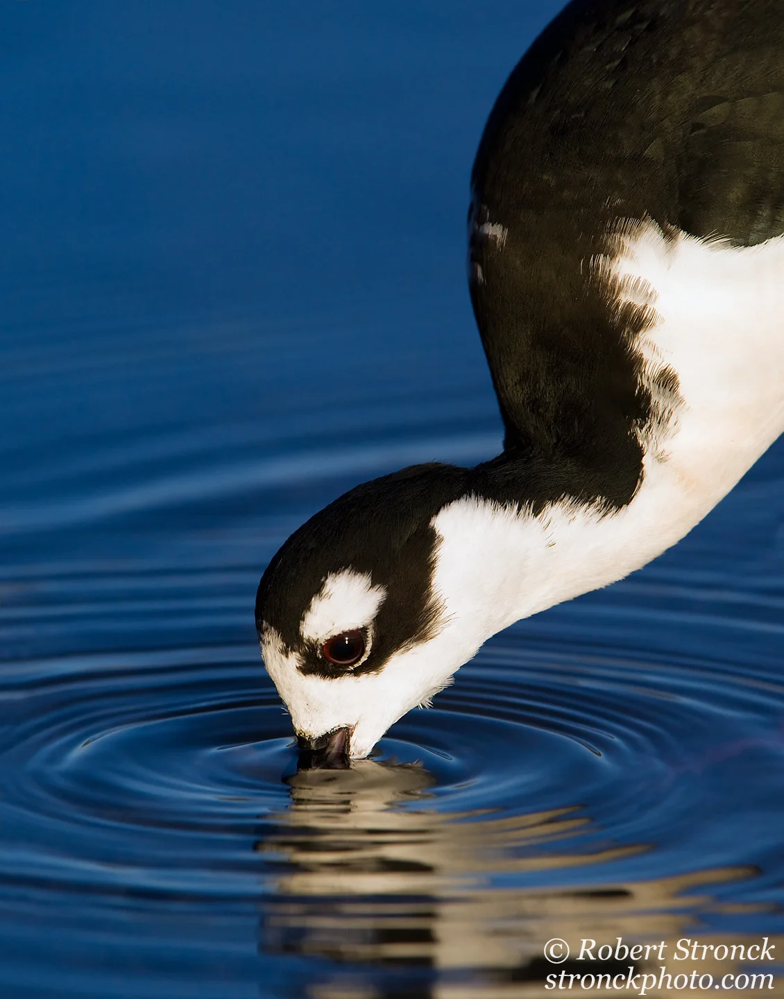   No. 1 / Blacked-necked Stilt (2212780) 
 My stock library contains many, many photos of Black-necked Stilts &ndash;an easy to find shorebird where I live. I like this image for its intimacy and the wavy zen-like quality of the ripples spreading aw