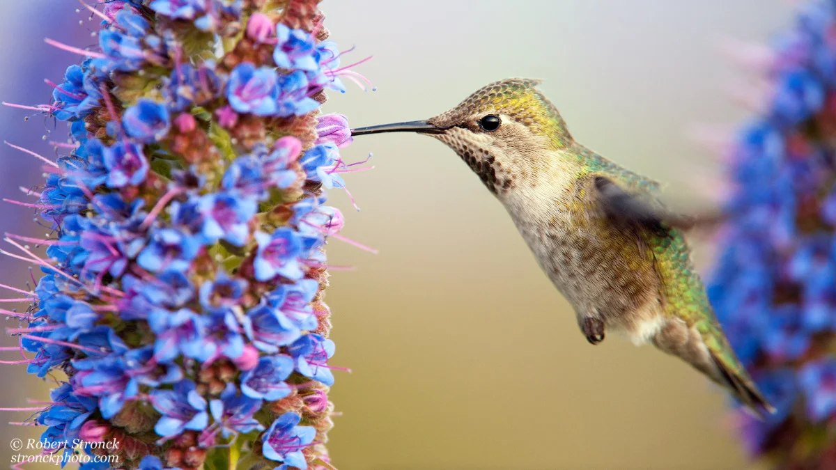   No. 8 / Anna&rsquo;s Hummingbird (Annas2112742) 
 I&rsquo;m fond of this image for its feeling of intimacy as this hungry hummer feeds amidst the colorful flowers of a blooming Pride of Madeira.  