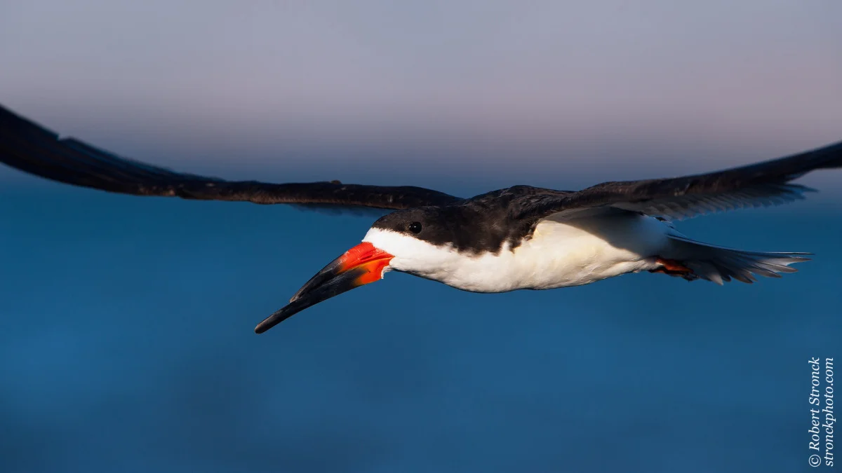   No. 24 / Black Skimmer&nbsp; (Blk_Skimmer221249) 
 Generally, I don&rsquo;t try to photograph birds with cut-off wings. Sometimes, however, it works. The eye-level camera position and framing necessarily draw attention to this species distinctive 