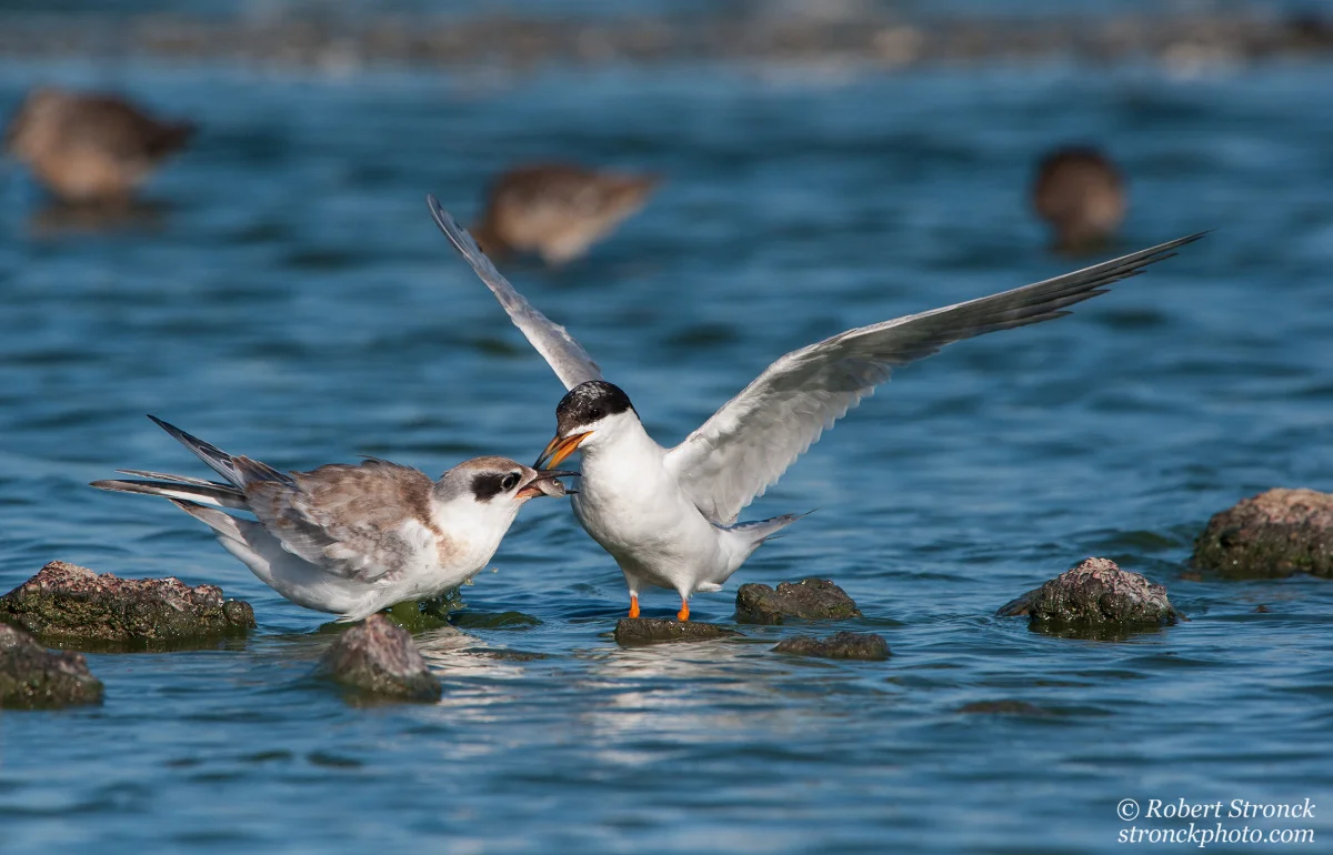   No. 19 / Forster&rsquo;s Tern&nbsp; (FOTN2212739) 
 More terns in my favs? Images that capture interesting animal behavior are always my favorites. In this instance, the behavior displayed by the adult delivering baitfish to a juvenile reminds us 