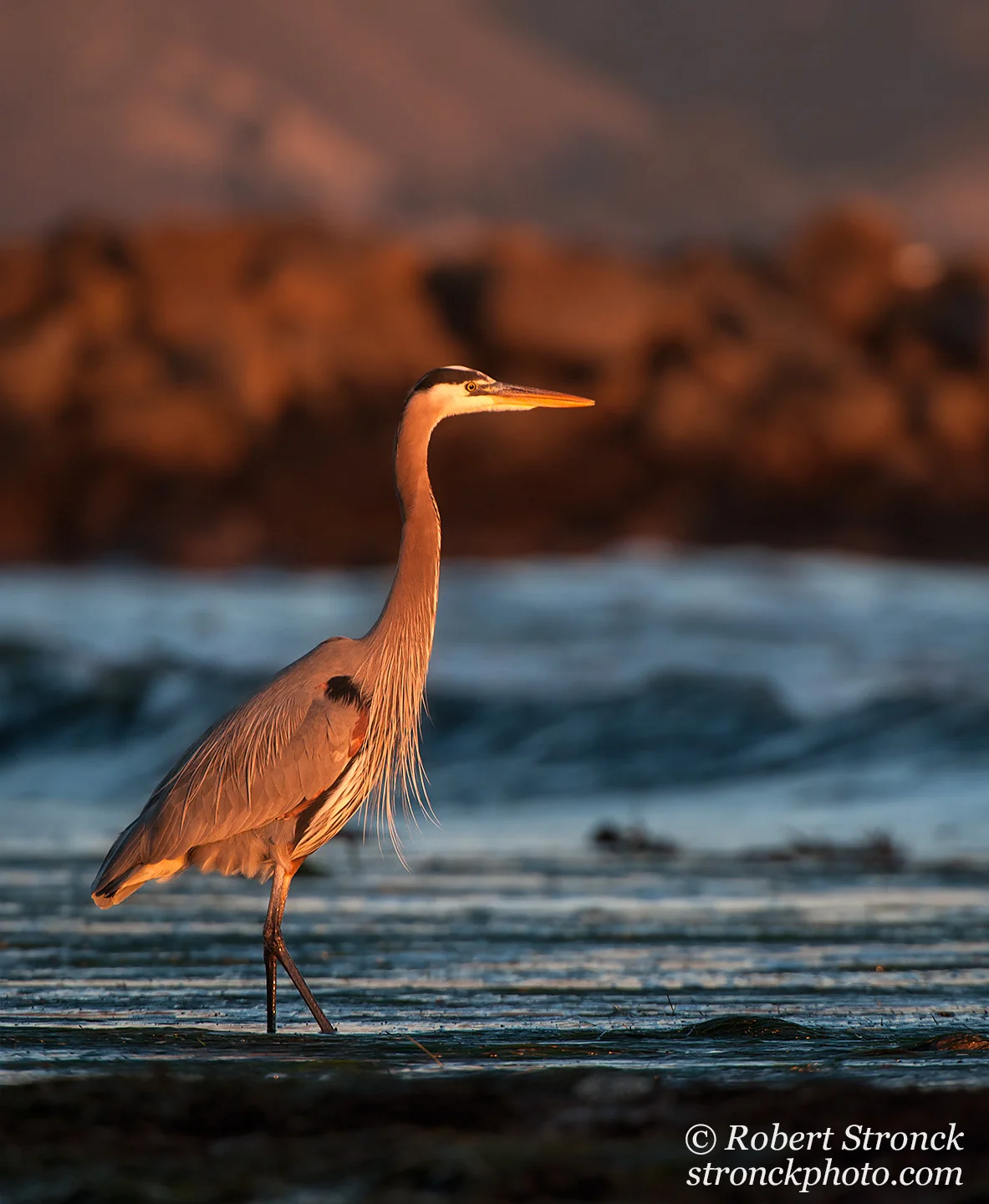   No. 28 / Great Blue Heron&nbsp; (GBH_HMB221291) 
 I was busy photographing surfers on Mavericks Beach when I spotted this Great Blue Heron stalking the tidal pools and shoreline. A majestic bird bathed in insane golden light -an irresistible combi