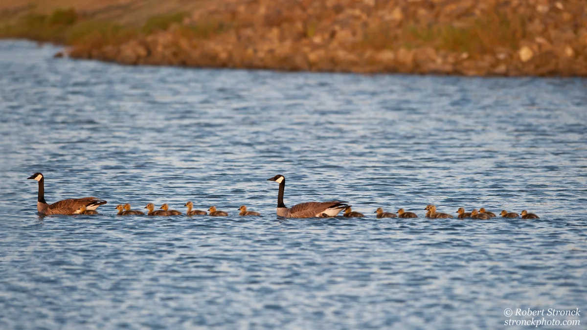  No. 13 / Canada Geese (Cdn_Geese22127) 
 Honestly, I&rsquo;m not sure if this is one family with 18 goslings or two families (one goose with 8 and a second with 10). No matter, I couldn&rsquo;t resist shooting this orderly parade of yellow fuzzine