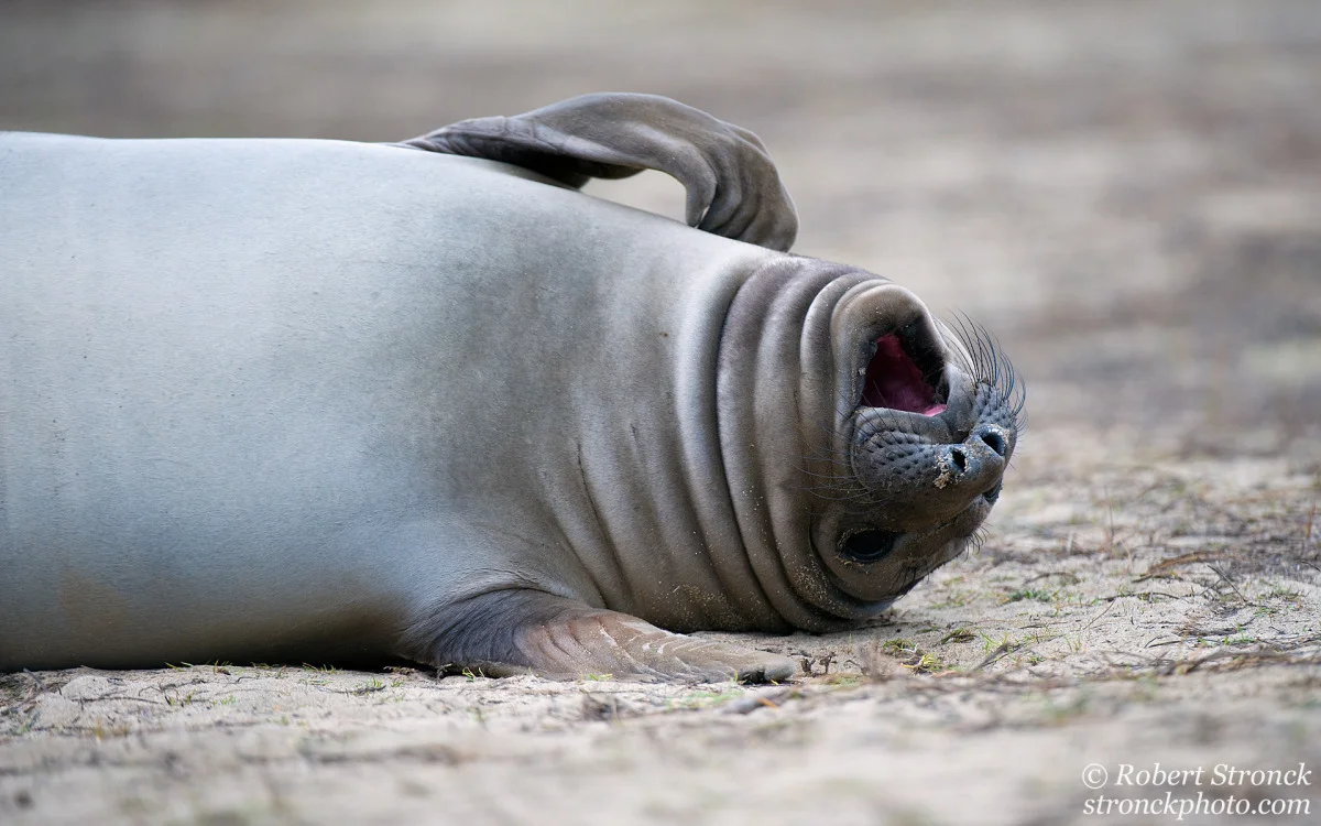   No. 3 / Elephant Seal (341247) 
 Ano Nuevo State Reserve is a must see local destination where one can witness nature on a grand scale (like 2,000 &ndash; 5,400 lbs.). The park is home to a large colony of Northern Elephant Seals that come ashore 