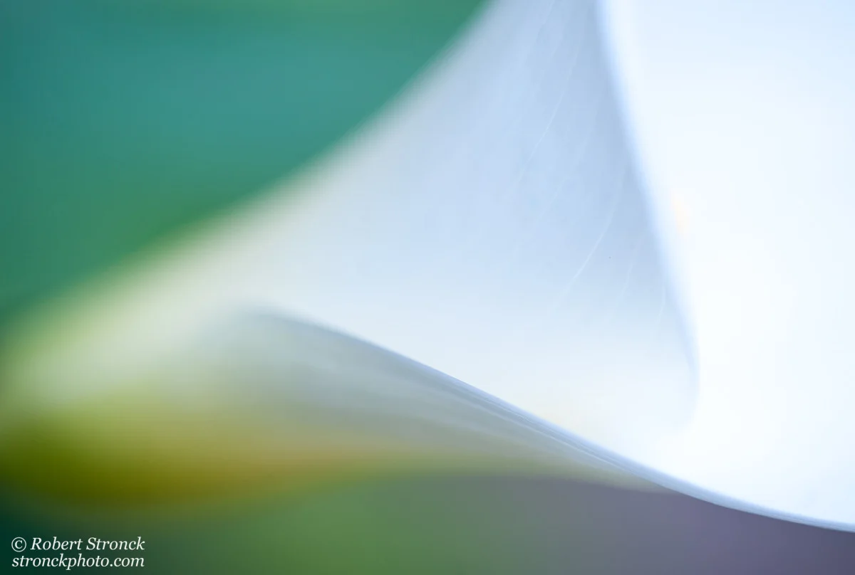   No. 6 &amp; 7 / Calla Lily (41233) 
 In both of these images, I was looking for an abstract interpretation of Spring. Soft, diffused sunlight and a very shallow depth of field characterizes Calla Lily No.33 in contrast to Calla Lily No.05 which is