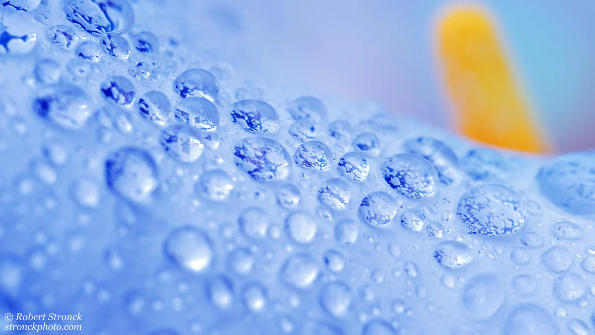   No. 6 &amp; 7 / Calla Lily (41205) 
 In both of these images, I was looking for an abstract interpretation of Spring. Soft, diffused sunlight and a very shallow depth of field characterizes Calla Lily No.33 in contrast to Calla Lily No.05 which is