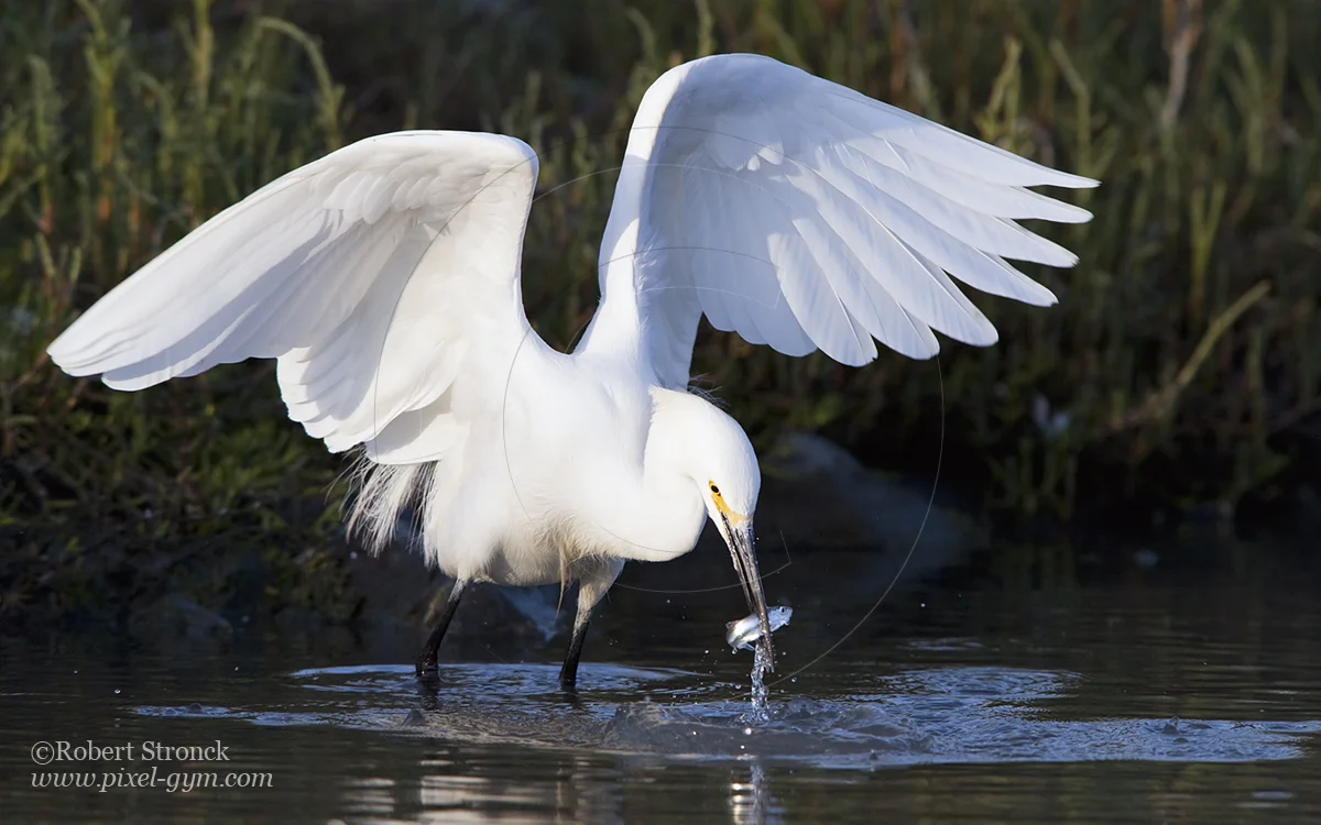   Snowy Egret with catch -Redwood Shores&nbsp; &nbsp;[snowy_egret22105]   
