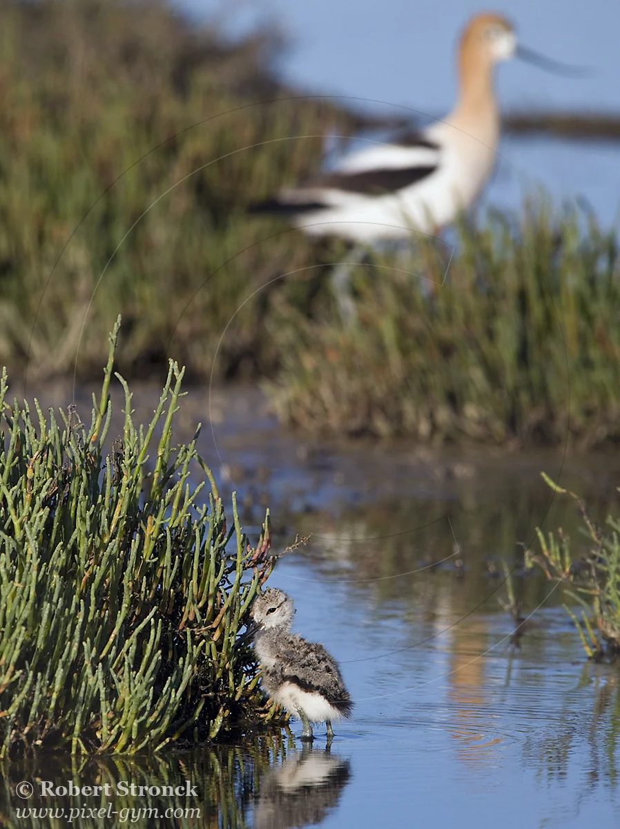   Avocet chick with protective parent -P.A. Baylands  [avocet_chick221057]   