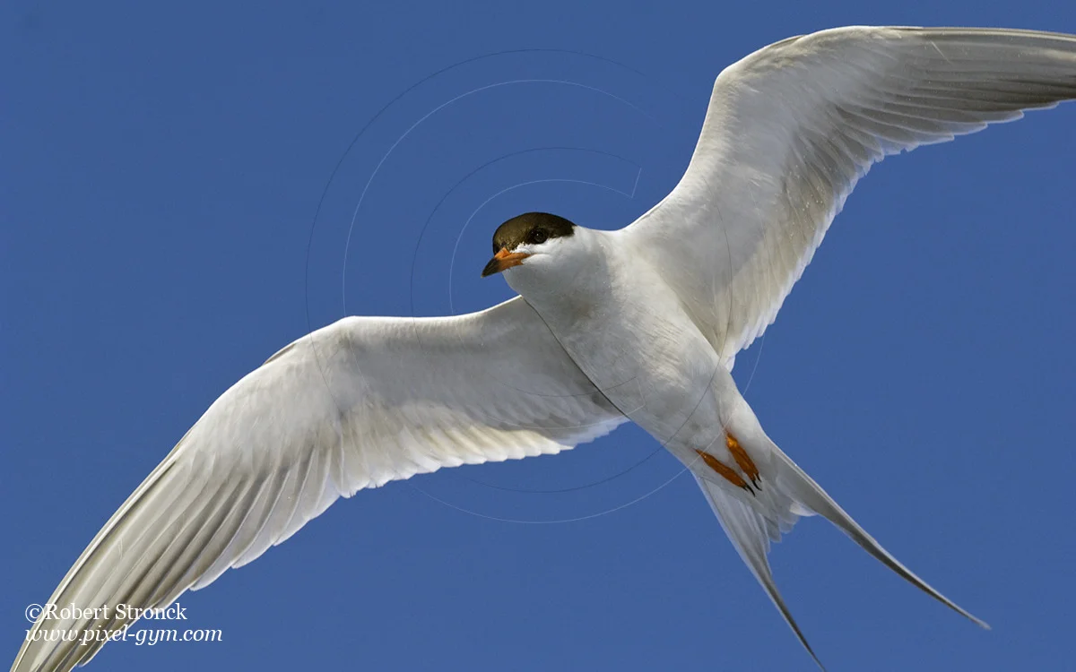   Forster's Tern floats above water -Redwood Shores  [forsters_tern221045]   