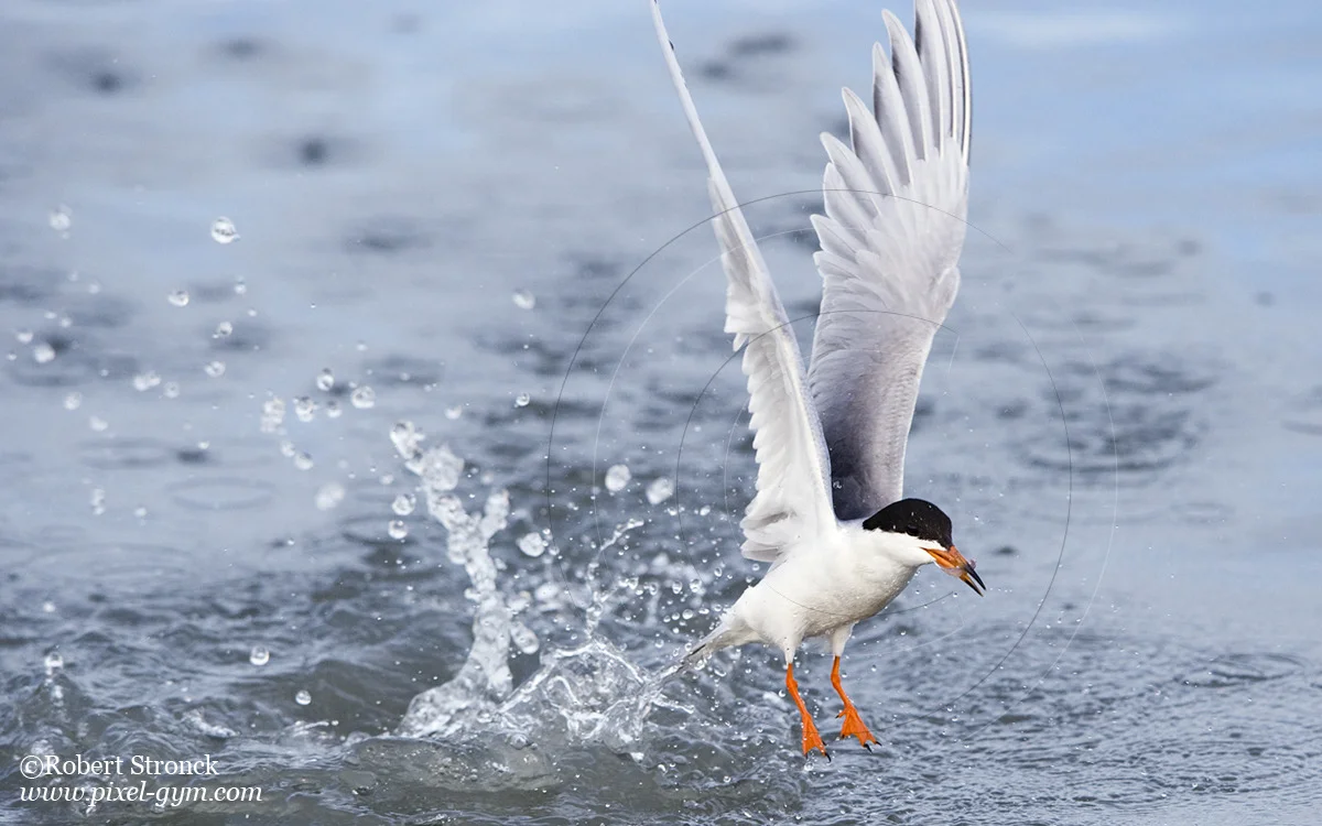   Forster's Tern emerges with fish -Redwood Shores  [forsters_tern2210294]   
