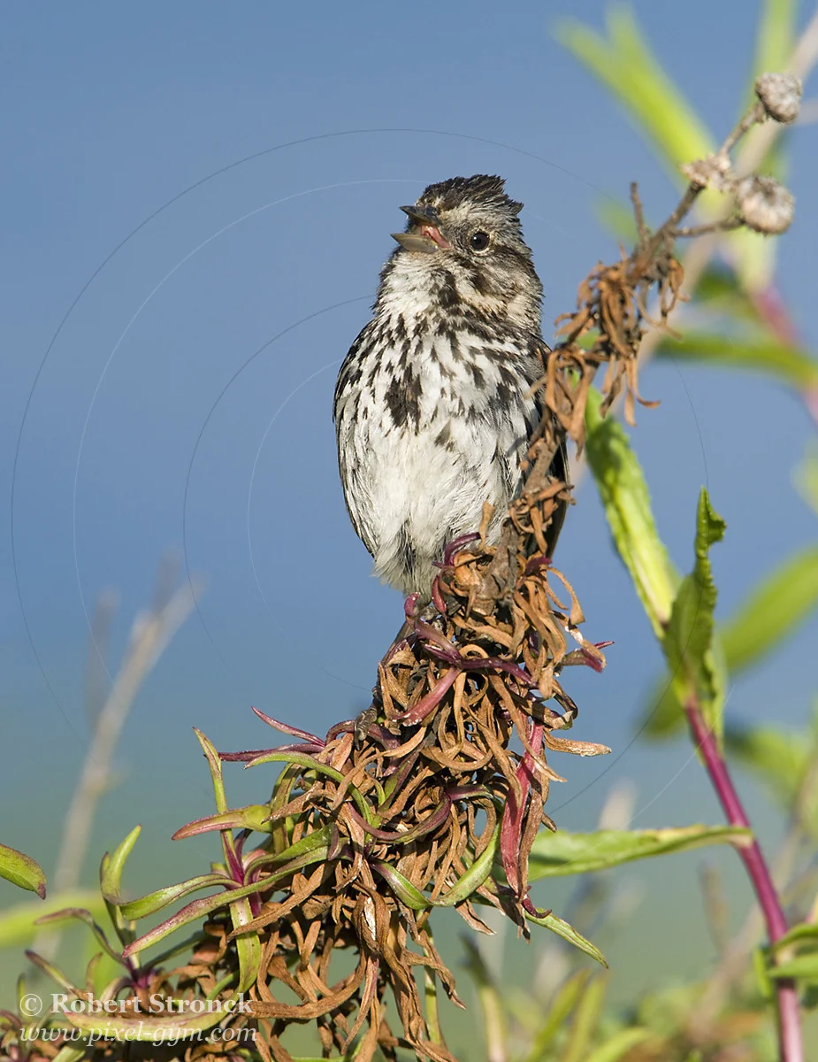   Song Sparrow defining his territory -P.A. Baylands  [song_sparrow211062]   