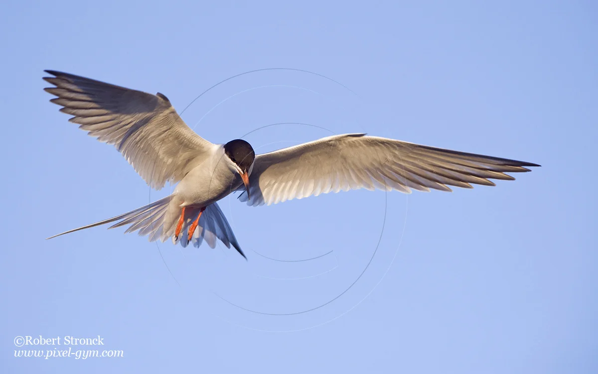   Forster's Tern hovering -Redwood Shores  &nbsp;[forsters_tern221047]   