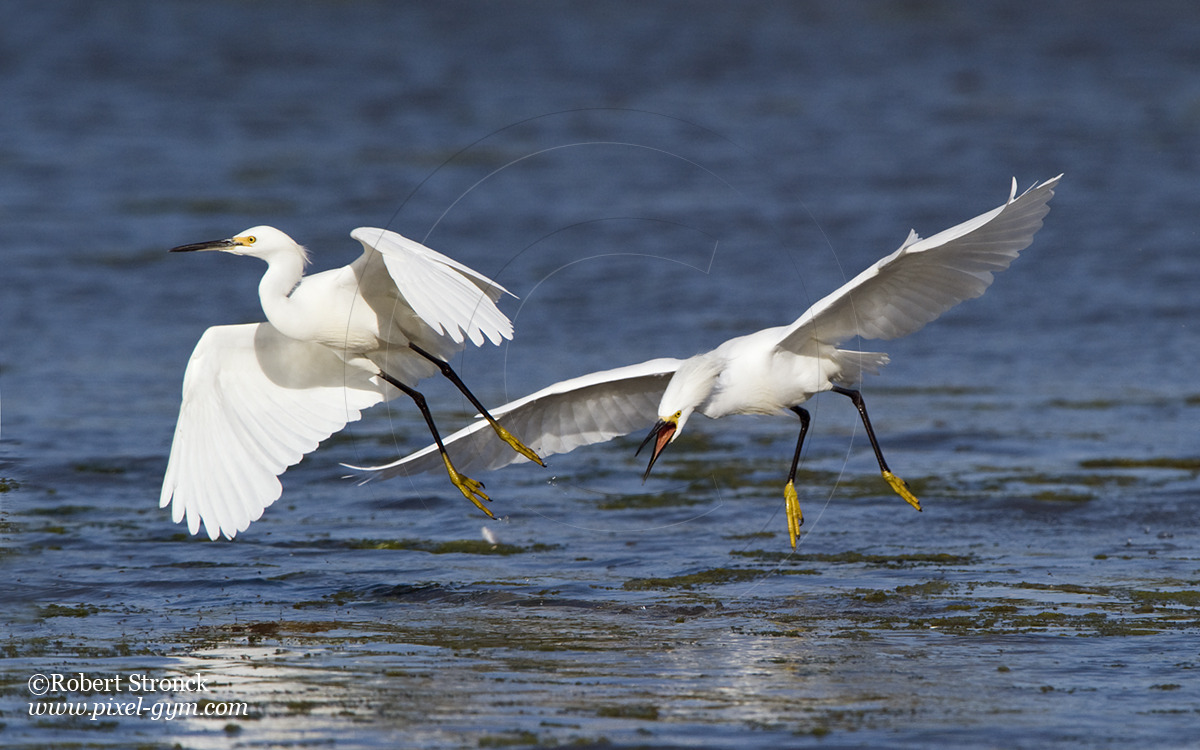   Snowy Egret defends feeding area -Redwood Shores &nbsp; [snowy_egrets22105]   