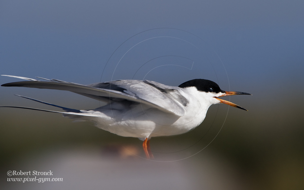   Forster's Tern portrait -Redwood Shores  &nbsp;[forsters_tern221064]   