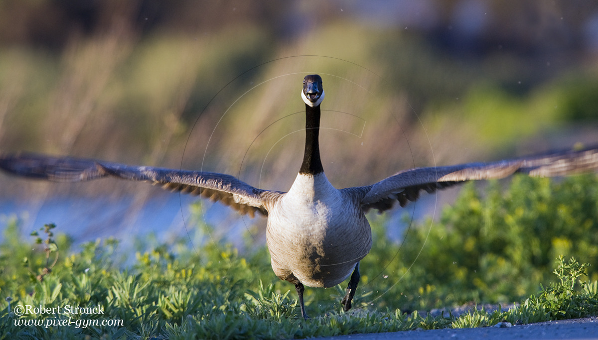   Canada Goose honking on take-off -Radio Rd.  [CanGoose221042]   