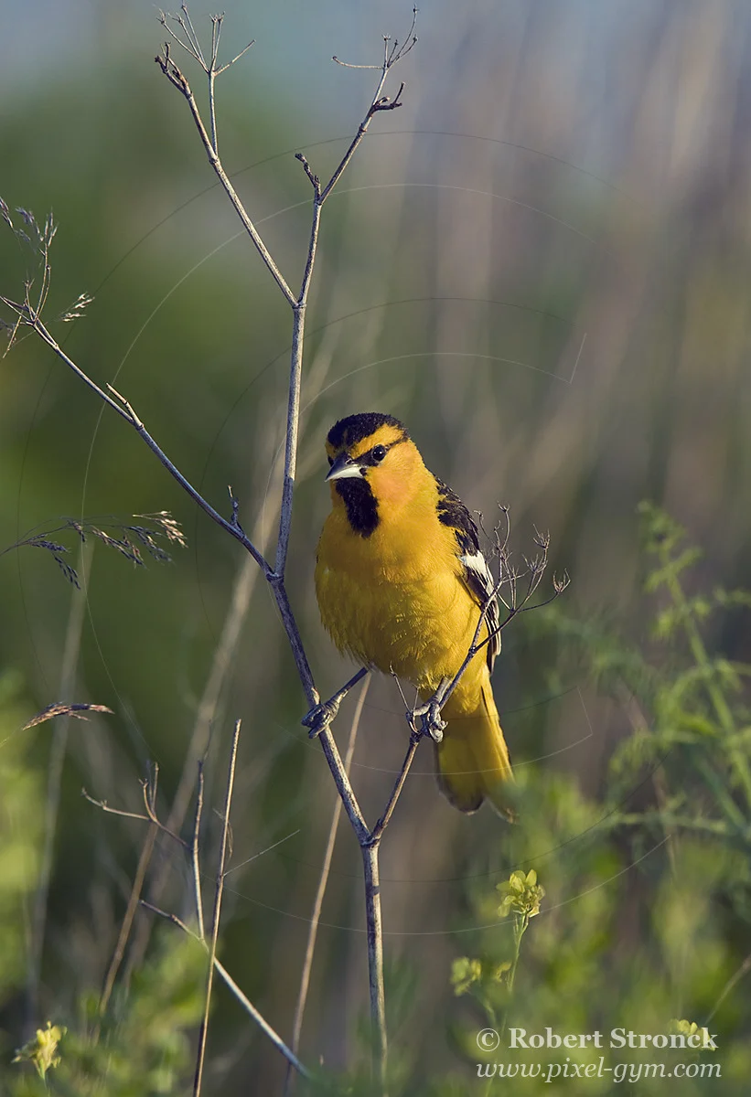   Bullock's Oriole male -Palo Alto Baylands  &nbsp;[bullocks_oriole211023]   