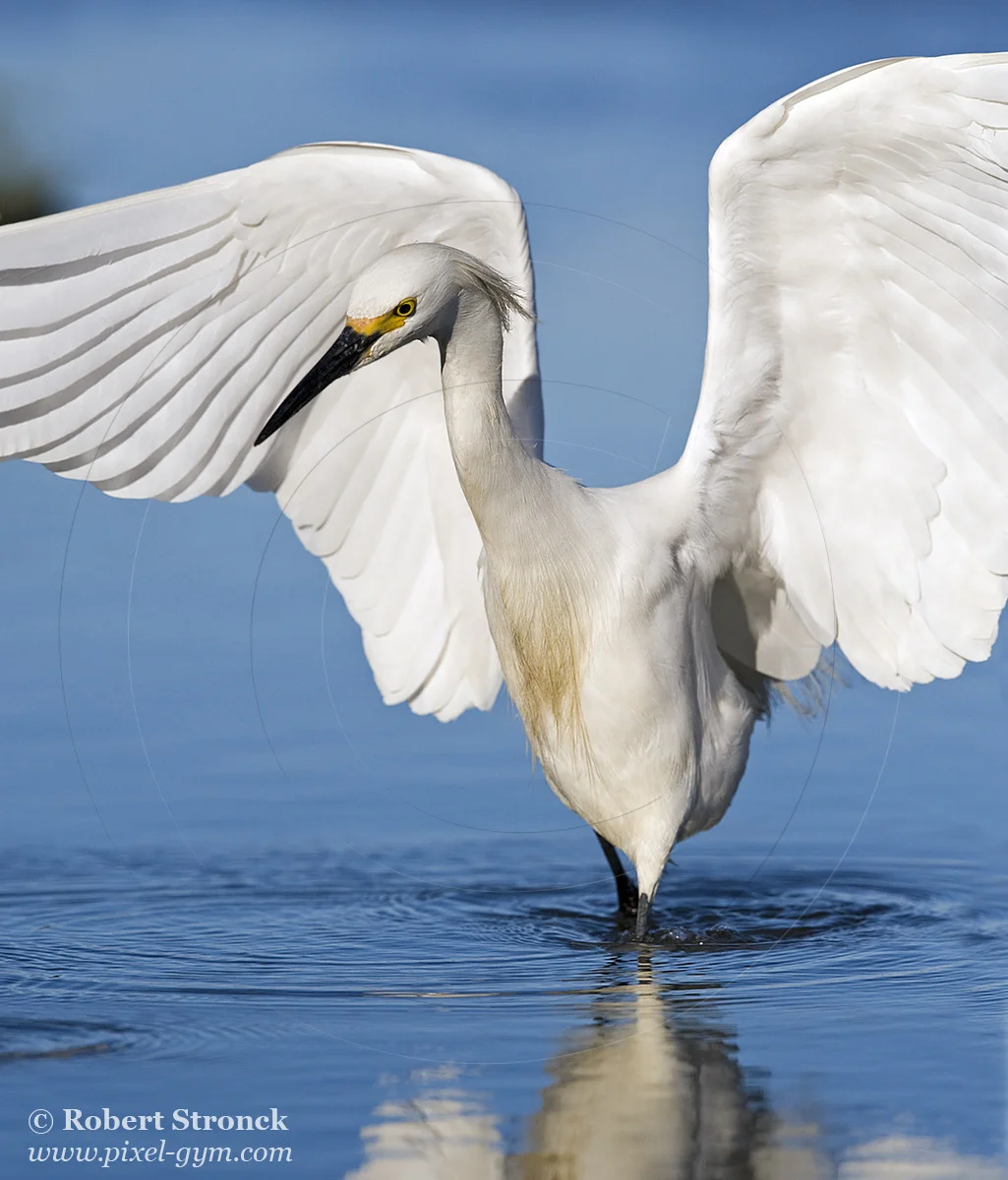   Snowy Egret -Redwood Shores  &nbsp;[snowy_egret221090]   