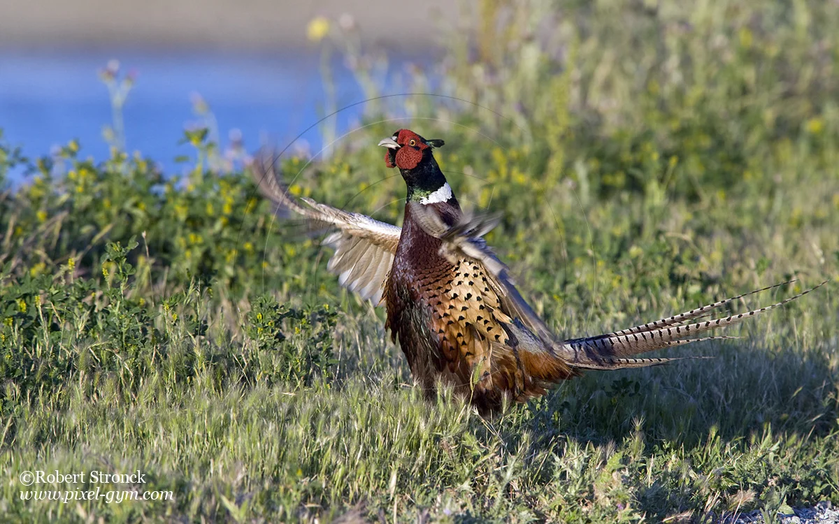   Ring-necked Pheasant: terratorial display -P.A. Baylands &nbsp; [rn_pheasant211088]   