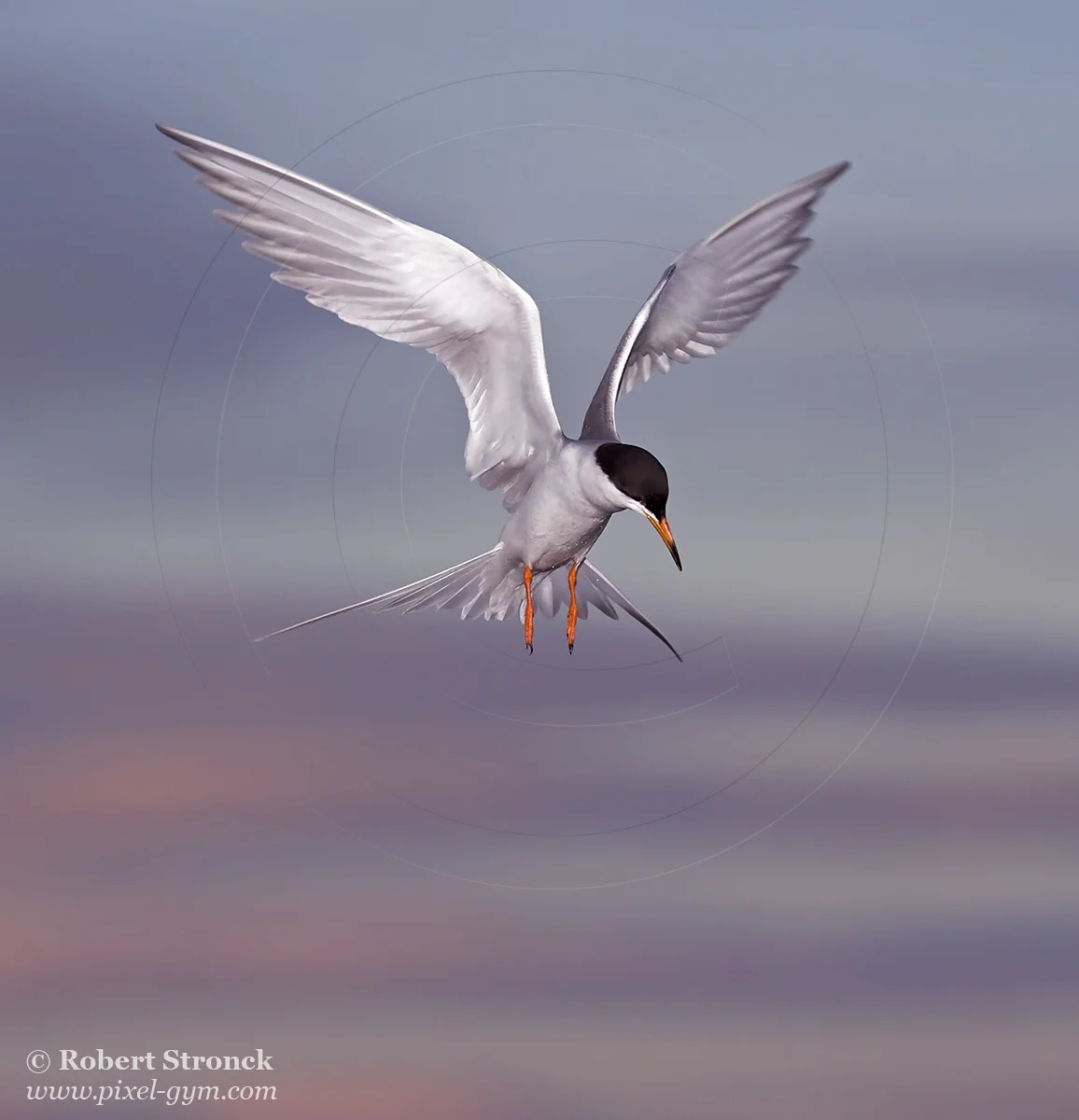   Forster's Tern "hover" -Redwood Shores &nbsp; [forsters_tern221084]   
