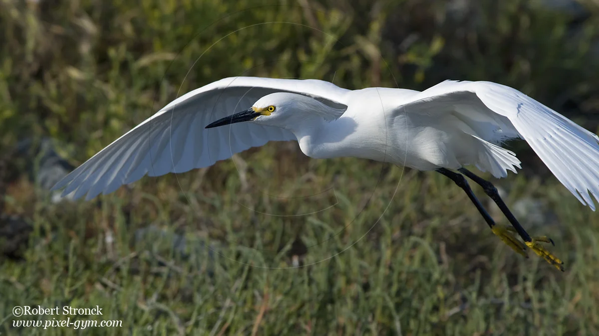   Snowy Egret -Redwood Shores  &nbsp;[snowy_egret221027]   